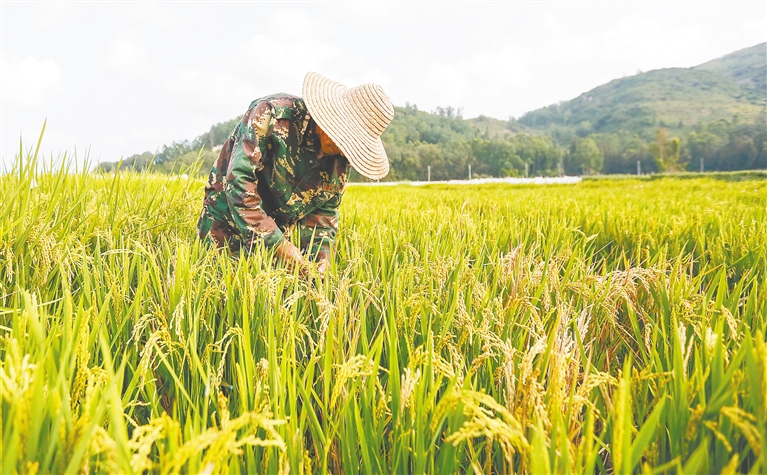 海南省人民政府办公厅关于公布2018年  海南省级现代农业产业园名单的通知