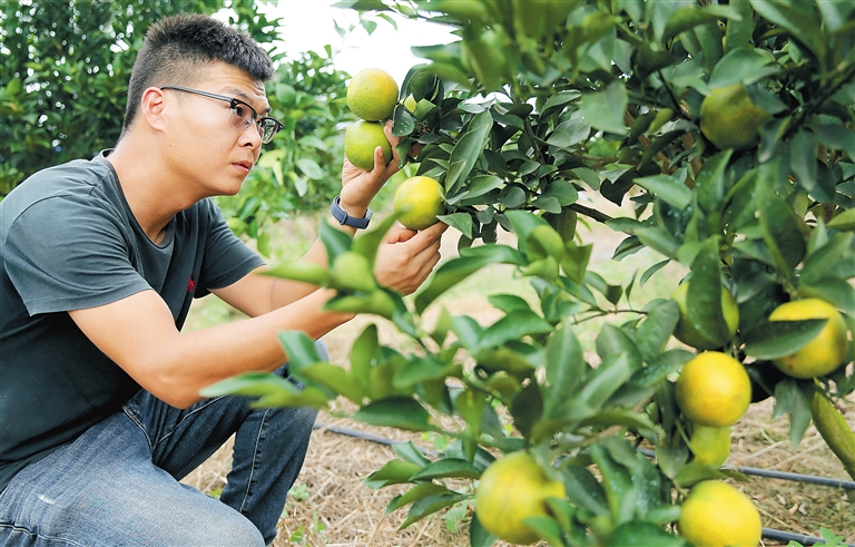 澄迈福橙丰收上市，企业将建千亩福橙主题“共享农庄”