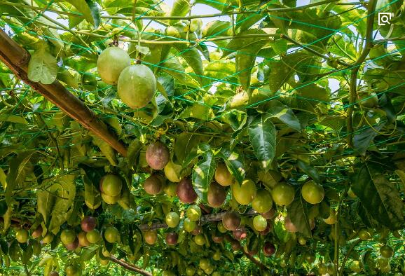 海南省农业农村厅关于推进海南百香果产业发展的指导意见