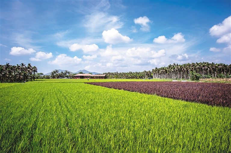 农业农村部财政部公布首批国家现代农业产业园名单