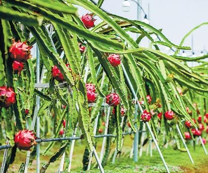 海南省农业农村厅关于 公布第二批农业产业化联合体名单的通知