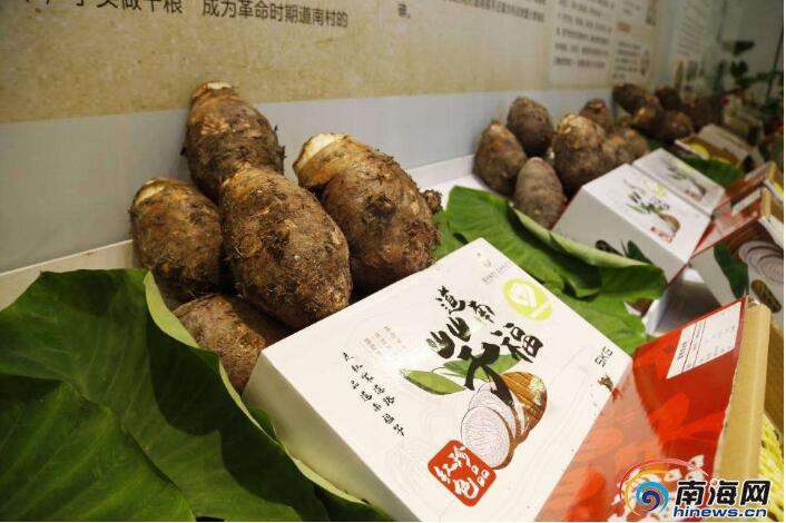澄迈农特产品道南福芋上市