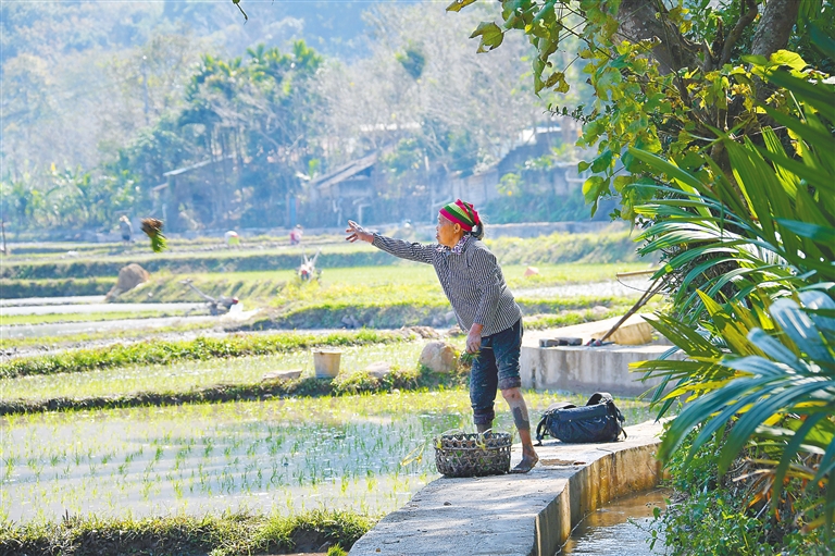 2021年海南省实际种粮农民一次性补贴实施方案